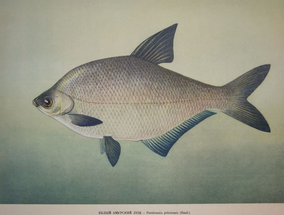 Рыба белый амурский лещ