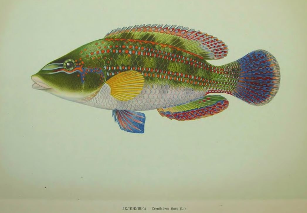 Рыба зеленушка