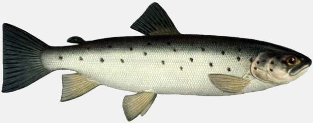 Рыба каспийский лосось
