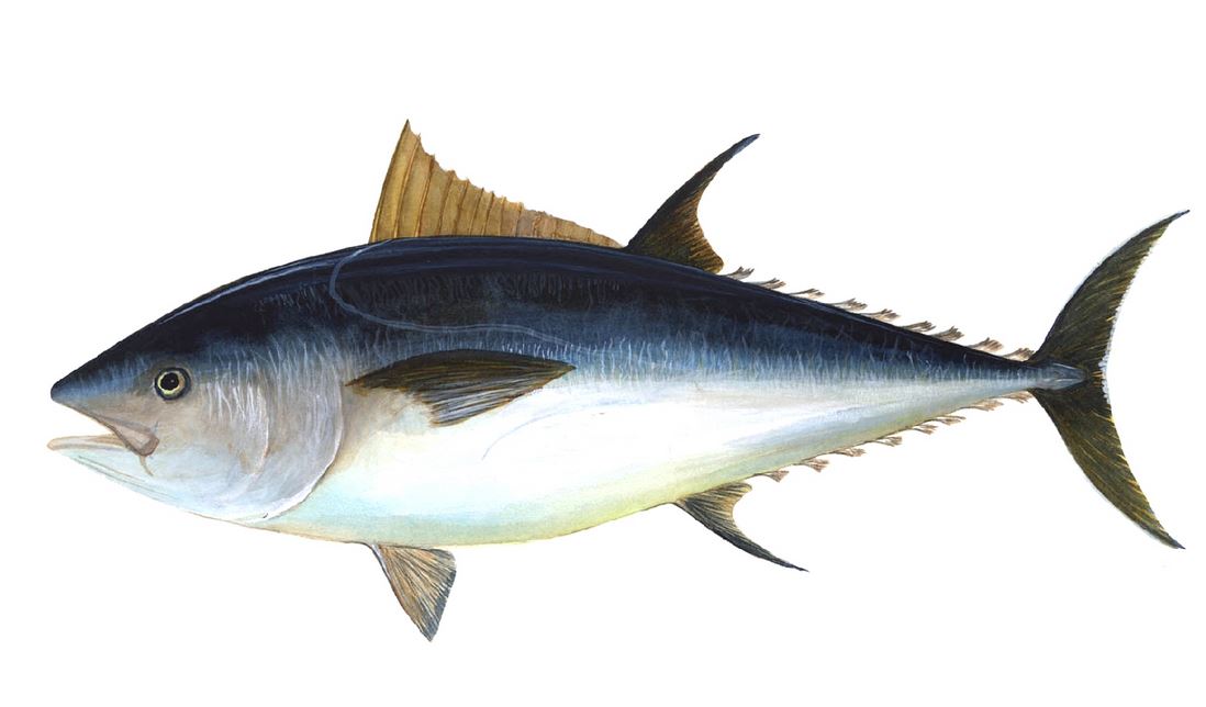 Рыба обыкновенный тунец