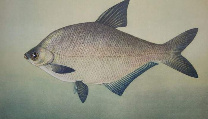 Рыба белый амурский лещ