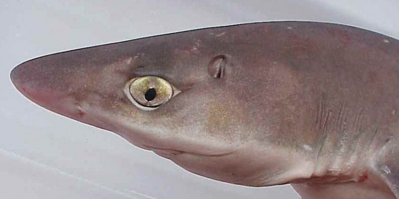 Голова обыкновенной колючей акулы
