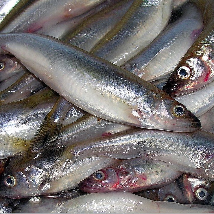 Промысловая рыба корюшка