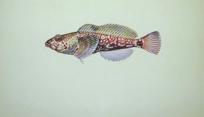 Рыба красная широколобка