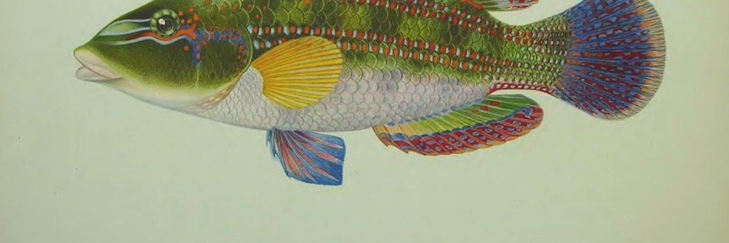 Рыба зеленушка