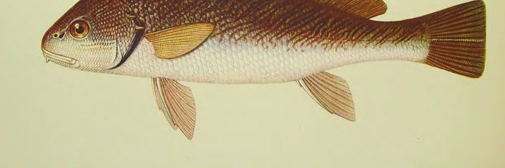 Рыба светлый горбыль