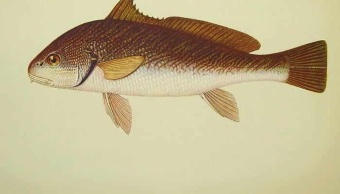 Рыба светлый горбыль