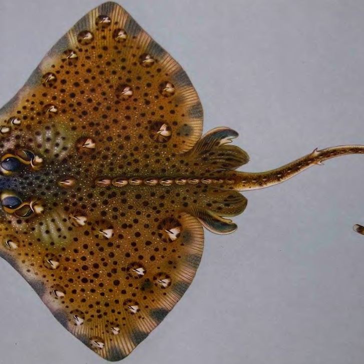 Raja clavata морская лисица