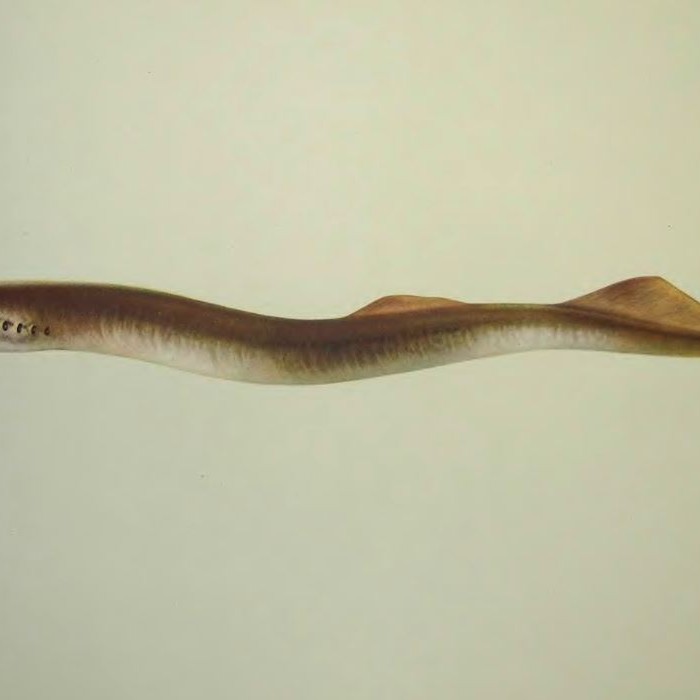 Промысловая рыба невская минога