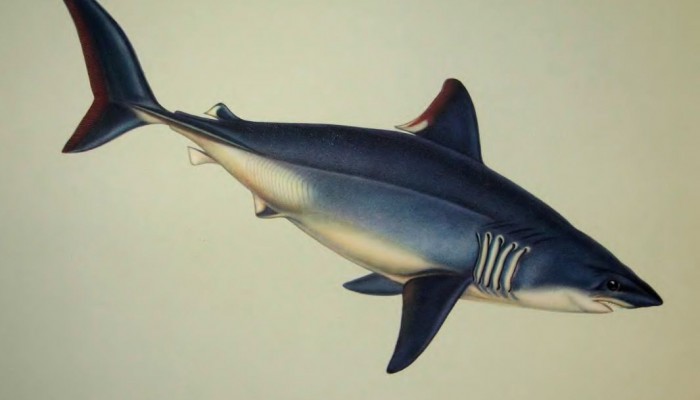 Промысловая рыба сельдевая акула