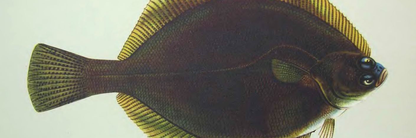 Рыба желтопёрая камбала