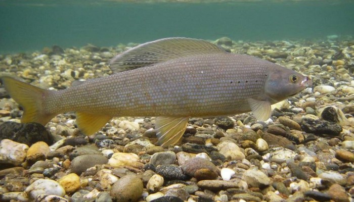 Рыба сибирский хариус