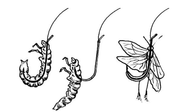 Личинка и бабочка ручейника на крючке
