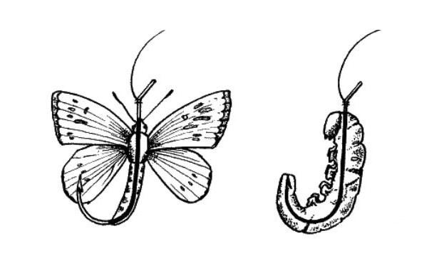 На крючке бабочка-капустница и ее гусеница