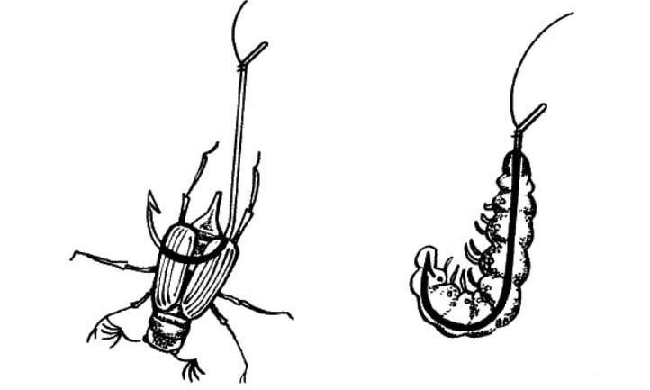Наживление майского жука и его личинки