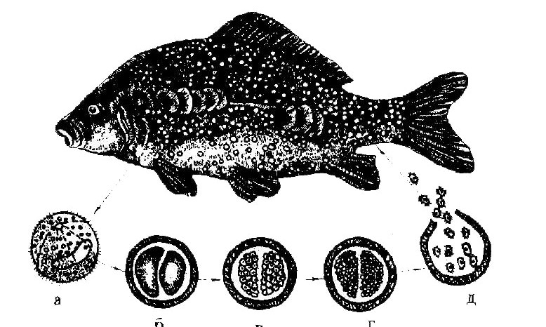 Ихтиофтириоз у рыбы