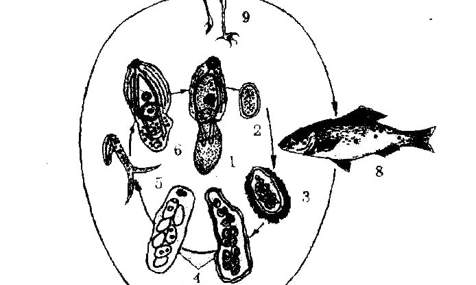 Развитие Postodiplostomum cuticila